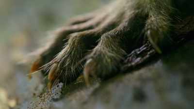 Independent toes make their
paws as dexterous as our hands. - The Secret Lives of Animals