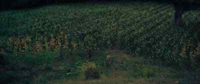 [indistinct conversation in distance] - The Lost City of Z