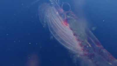 "Individually, a krill doesn't
look like much of a meal." - Secrets of the Whales