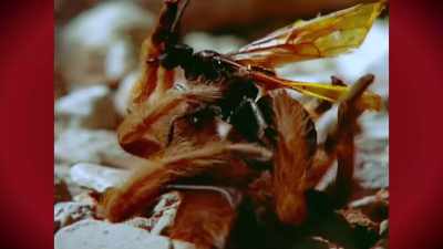Inevitably, the wasp
gets under the tarantula, - Absurd Planet