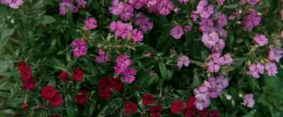 Informal gardens - Master Gardener