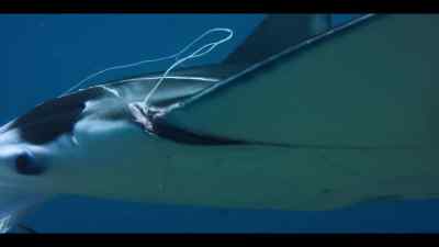 Ingesting plastics
or becoming entangled in them - Our Oceans