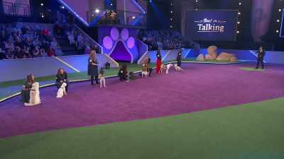 Inigo Montoya, - 2022 American Rescue Dog Show