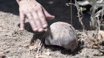 Initially,
she thought it was a ball - Buried In The Backyard