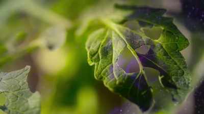 Injured leaves release
an airborne distress call. - Super/Natural