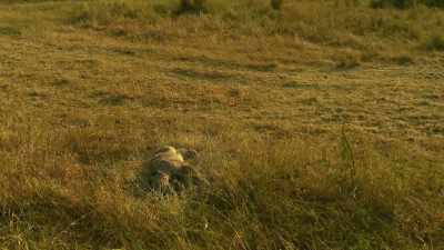 Innocent, helpless... - Serengeti