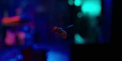 -[insect buzzing]
-[wings beating] - Secret Society of Second Born Royals