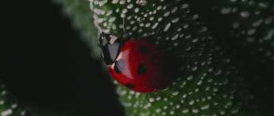 Insects are like the foundation - The Lost Century: And How to Reclaim It