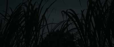 [ Insects chirping,
owl hooting ] - Alice