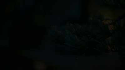 (insects chirping) - Trees and Other Entanglements