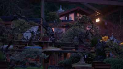 (insects chirping) - Trees and Other Entanglements