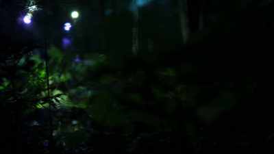 (INSECTS CHIRPING) - Welcome to Earth