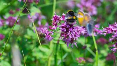 Insects play a crucial role
in pollinating - Wild Isles