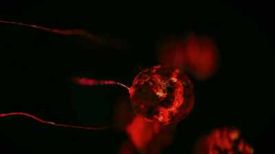 Inside, he's got neurons, too,
just not as many. - One Strange Rock
