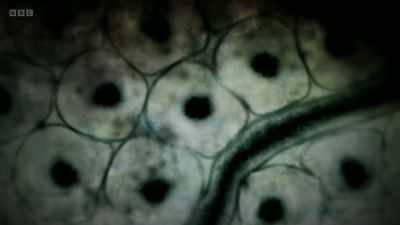 Inside our kidney cells, - The Human Body: Secrets of Your Life Revealed