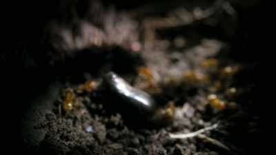 Inside the chrysalis, - Super/Natural