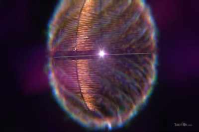 Inside the coil is a crystal
container, which is spherical, - Thrive II: This Is What It Takes