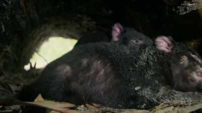 Inside the den, he moves her around
in an effort to mate. - David Attenborough's Tasmania