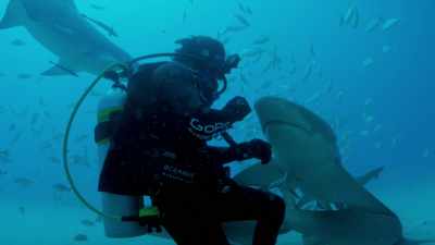 Insist in a world
that's shark-free, - Sharkwater Extinction