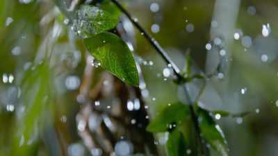 Instead, it clings to the plants, - The Green Planet
