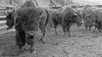Instead of 350 bison,
to his surprise it turned out - The American Buffalo