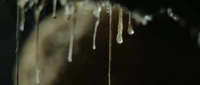 Instead of relying on photosynthesis, - Alien Worlds