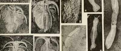 Instead you see an explosion of life that is complex, full, - Is Genesis History?