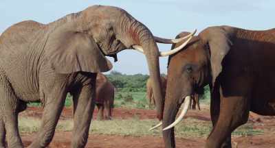 Instead, there's a greeting, - The Elephant Queen