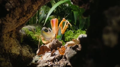 'Instead,
they can put it into something - A Year on Planet Earth