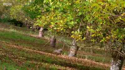 INTENSE CHITTERING - Wales: Land of the Wild