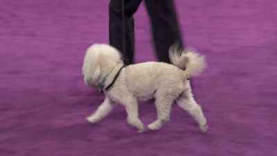 Interesting fact about Inigo.
His favorite treat -- - 2022 American Rescue Dog Show