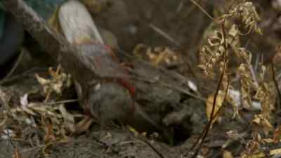 INTERIOR PEOPLE CALL THEM
INDIAN POTATOES. - The Last Alaskans