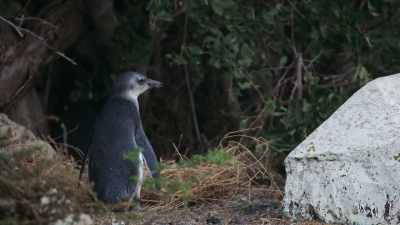 Into the brush now, Petal. - Penguin Town