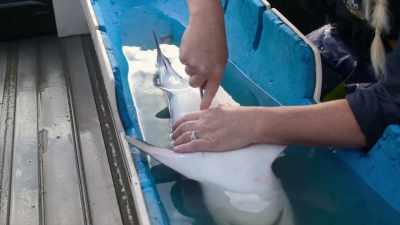 Introduc plăcuţa acustică
de identificare. - Baby Sharks