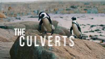 Introducing, for the first time ever,
Mr. and Mrs. Culvert. - Penguin Town