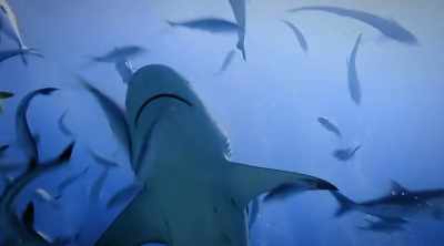 Investigators also
need to examine how - Shark Attack Files