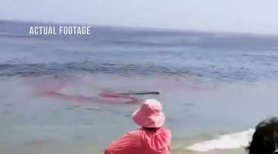 Investigators are perplexed. - Shark Attack Files