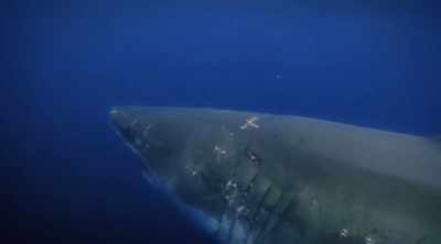 Investigators who study shark physiology
have come to a terrifying conclusion, - Shark Attack Files