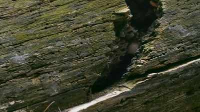 ..involving a group
of organisms - The Green Planet