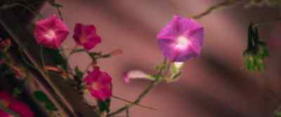 Ipomoea nil in Latin. - Homestead