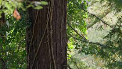 Irene: When I was growing up, - Trees and Other Entanglements