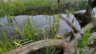 Ironically, the very animal - Yellowstone: One-Fifty