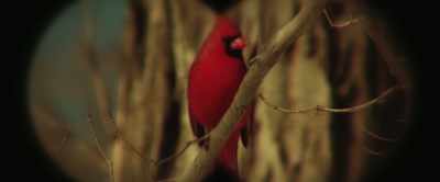 Is that a red cardinal? - Winnie-the-Pooh: Blood and Honey 2