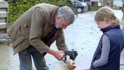 ...is a yow we show. - Our Yorkshire Farm