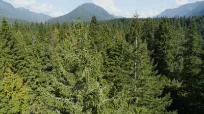 Is it fair to say that the
trees have a deep knowledge - Cosmos: Possible Worlds