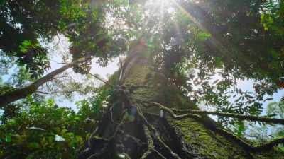 Is found way up there... - The Secret Lives of Animals
