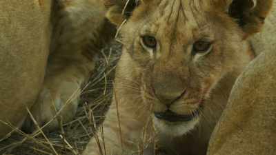 Is he here to take
revenge on her cubs? - Serengeti