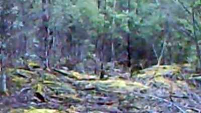 IS IT A CREATURE CALLED A QUOLL - Strange Evidence