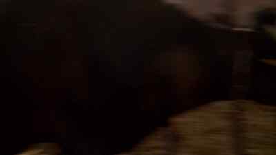 Is that its nose
right there? - The Incredible Dr. Pol