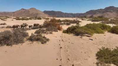 is to put an eye in the sky. - The Secret Lives of Animals